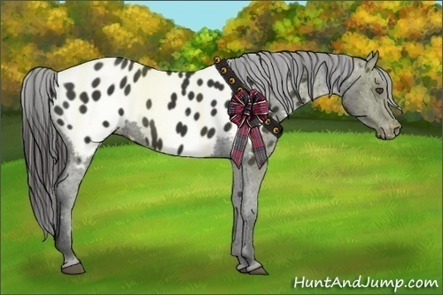 Horse Color:Liver Chestnut Frame Appaloosa