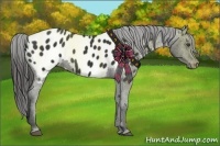 Horse Color:Liver Chestnut Frame Appaloosa