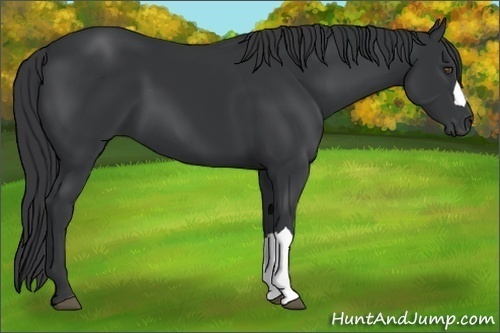 Horse Color:Black Frame 