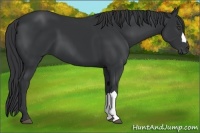 Horse Color:Black Frame