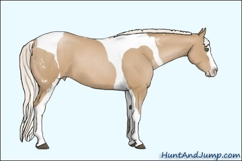 Horse Color:White Spotted Silver Black Pearl Splash Tobiano Frame 