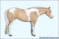 Horse Color:White Spotted Silver Black Pearl Splash Tobiano Frame 