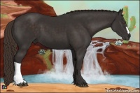 Horse Color:Liver Chestnut Frame 