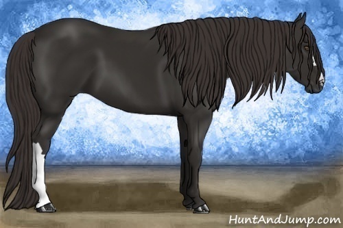Horse Color:Liver Chestnut Frame 