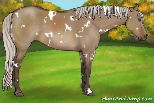 Horse Color:White Spotted Silver Brown Dun