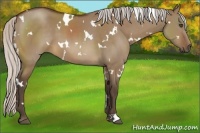Horse Color:White Spotted Silver Brown Dun