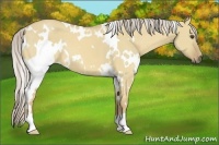 Horse Color:White Spotted Palomino Dun 
