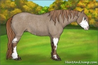 Horse Color:Liver Red Dun Roan Splash Frame Rabicano