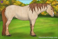 Horse Color:Red Dun Roan Splash Frame Rabicano