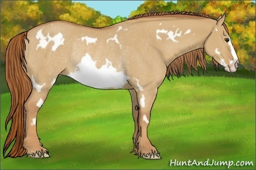 Horse Color:Red Dun Sabino Splash Frame Rabicano 