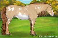 Horse Color:Red Dun Sabino Splash Frame Rabicano 