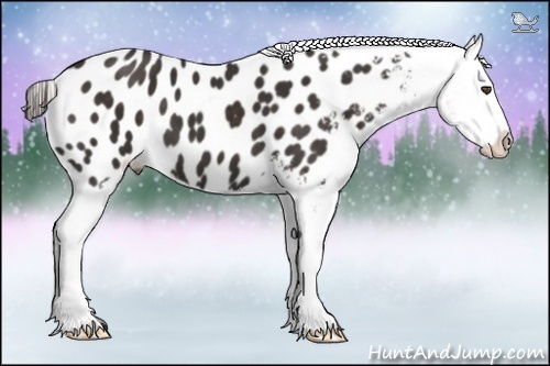 Horse Color:Liver Chestnut Frame Appaloosa 