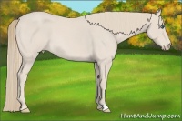 Horse Color:Smoky Creme Roan
