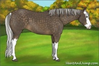 Horse Color:Chocolate Palomino Splash 