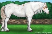 Horse Color:Chestnut Sabino