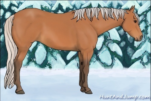 Horse Color:Silver Bay Sabino 