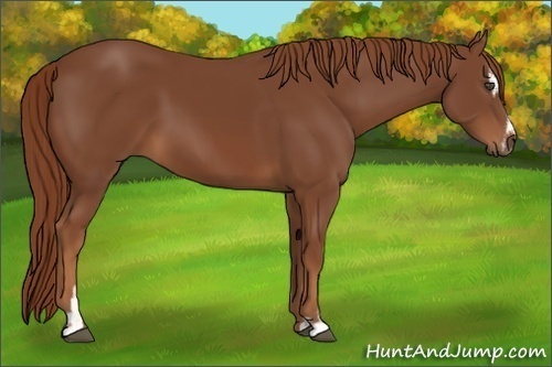 Horse Color:Chestnut Sabino