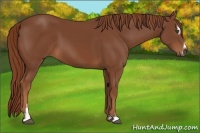 Horse Color:Chestnut Sabino