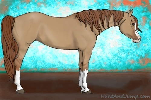 Horse Color:Red Dun Sabino Splash Frame Rabicano 