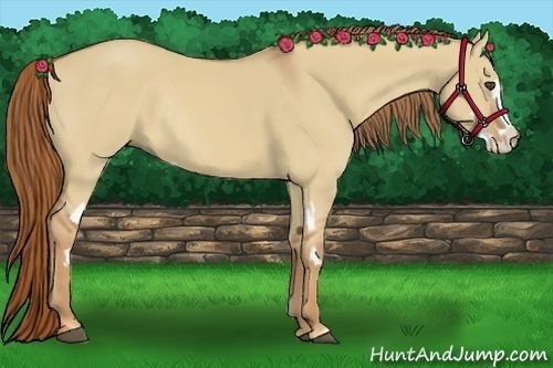Horse Color:Red Dun Sabino Splash Frame Rabicano 