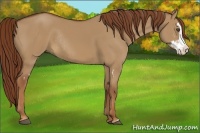 Horse Color:Red Dun Sabino Splash Frame Rabicano