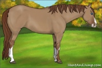 Horse Color:Red Dun Sabino Splash Frame Rabicano 