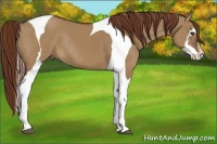 Horse Color:Red Dun Sabino Splash Tobiano Frame Rabicano