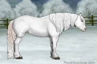 Horse Color:Palomino Sabino Appaloosa