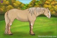 Horse Color:Red Dun Sabino Splash Frame Rabicano
