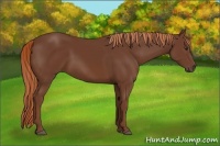 Horse Color:Chestnut Sabino