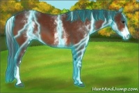 Horse Color:Thunderstruck White Spotted Bay 