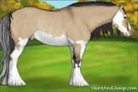 Horse Color:Bay Dun Splash Frame Rabicano