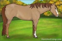 Horse Color:Red Dun Sabino Splash Frame Rabicano