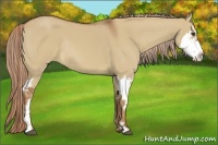 Horse Color:Red Dun Sabino Splash Frame Rabicano 