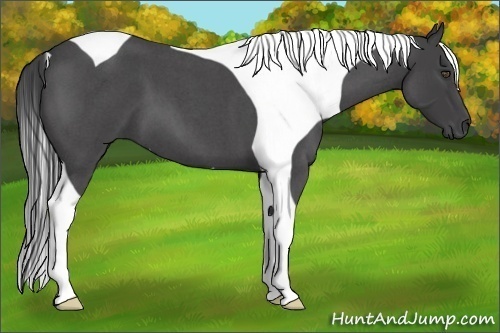 Horse Color:Smoky Blue Roan Tobiano 