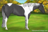 Horse Color:Smoky Blue Roan Tobiano 