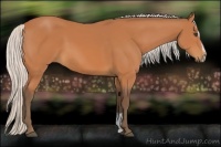Horse Color:Silver Bay Sabino 