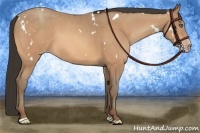 Horse Color:White Spotted Amber Champagne Sabino Rabicano