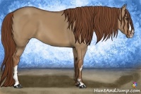 Horse Color:Red Dun Sabino Splash Frame Rabicano