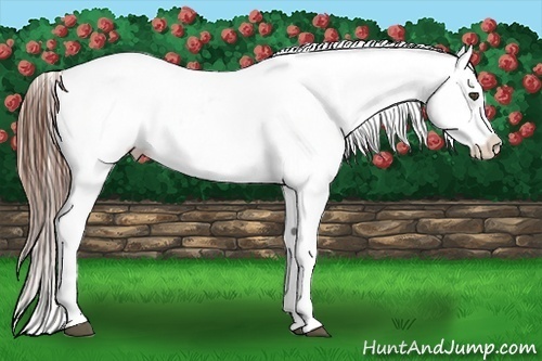 Horse Color:Chestnut Sabino Appaloosa 