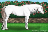 Horse Color:Chestnut Sabino Appaloosa