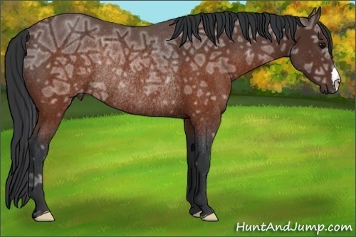 Horse Color:Brown Ice Rabicano 