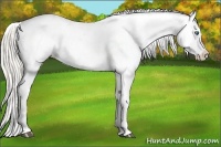 Horse Color:Silver Bay Dun Splash Varnish Rabicano