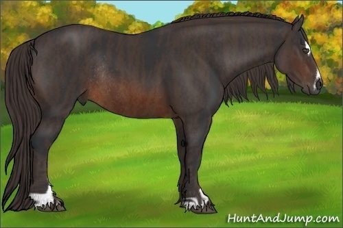 Horse Color:Brown Sabino Rabicano Brindle