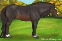 Horse Color:Brown Sabino Rabicano  Brindle