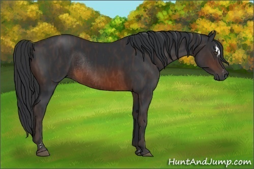 Horse Color:Brown Sabino Rabicano Brindle