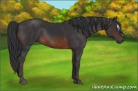 Horse Color:Brown Sabino Rabicano  Brindle