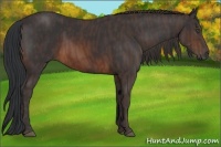 Horse Color:Brown Sabino Rabicano  Brindle