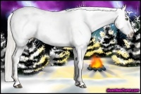 Horse Color:Silver Brown Pearl Sabino Near Fewspot Rabicano Brindle