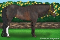 Horse Color:Brown Rabicano  Brindle